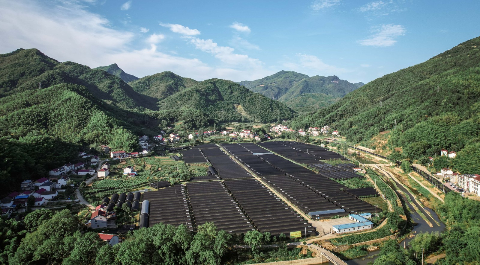 4. 安徽霍山霍山石斛基地.jpg
