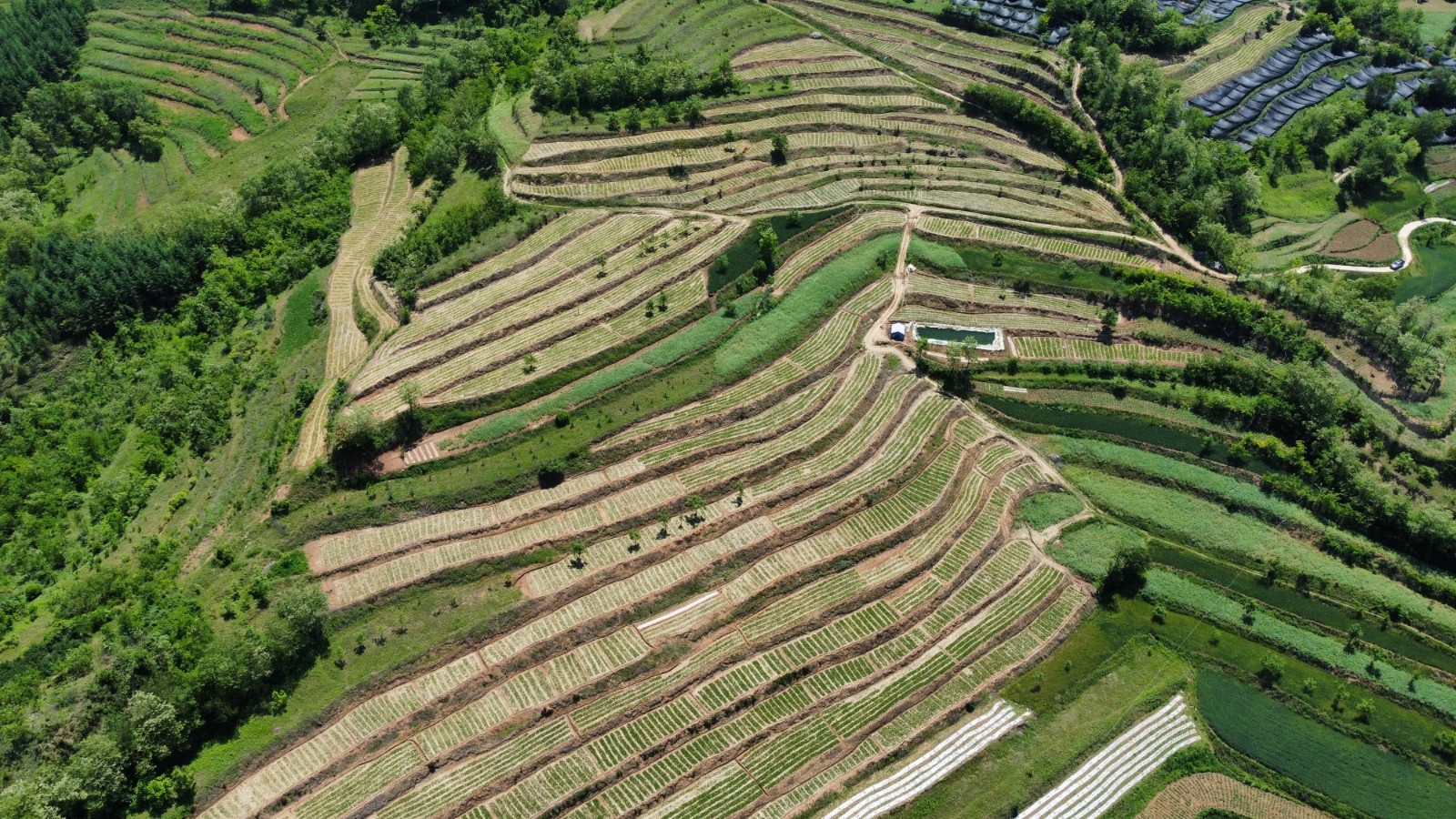 5. 甘肃半夏基地.jpg