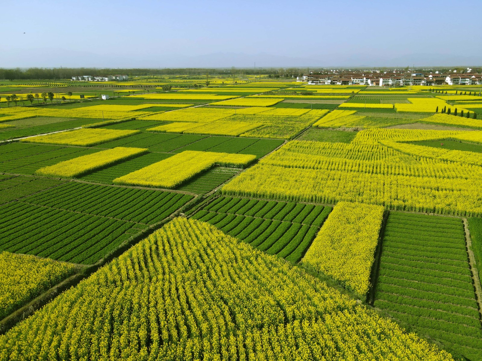 6. 陕西城固延胡索基地.jpg